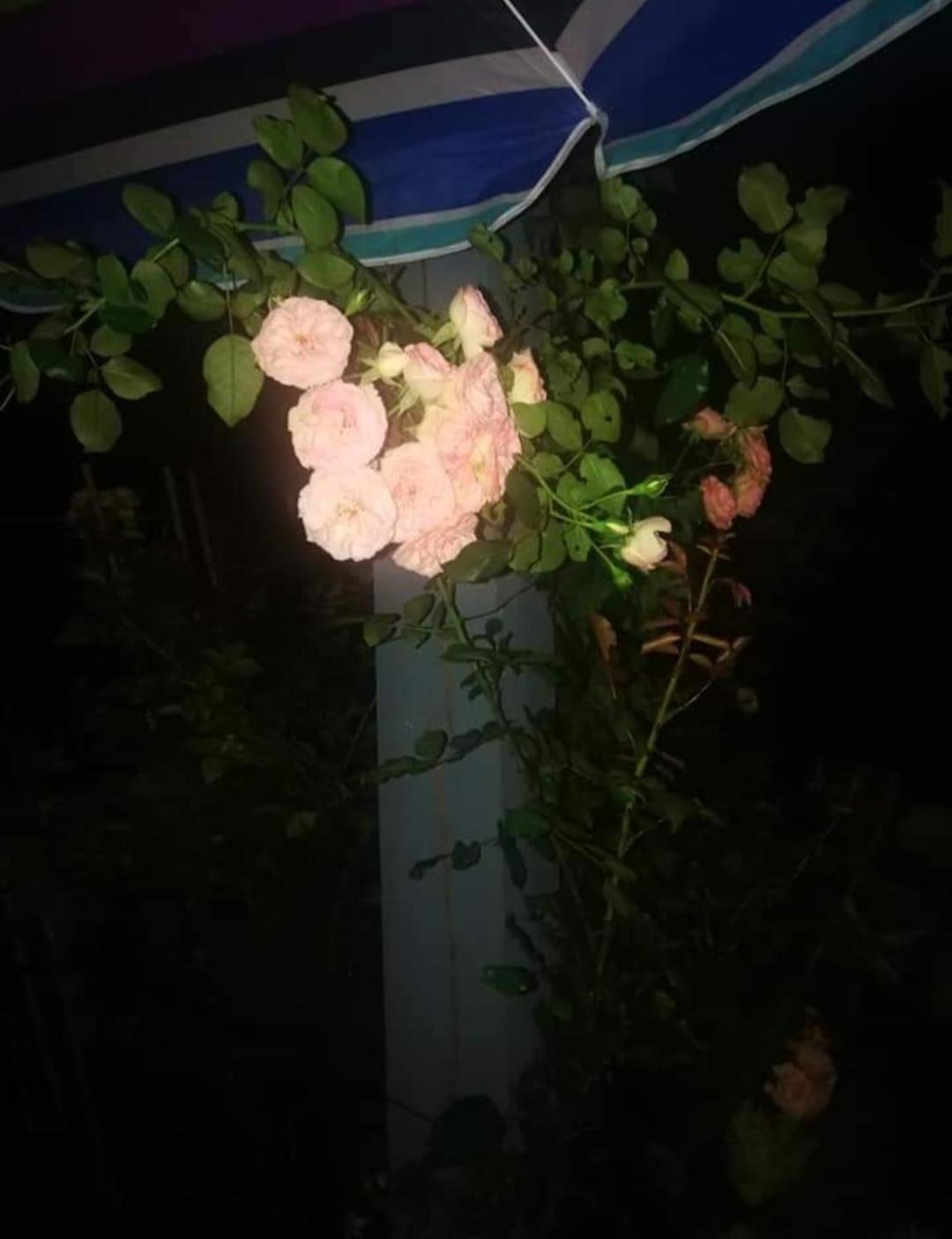 Dobilas Ir Jura Palanga Esterno foto
